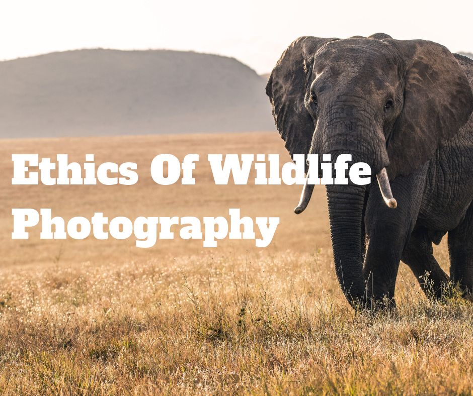 The Ethics Of Wildlife Photography, Camera Problems, Anatomy Of A Good