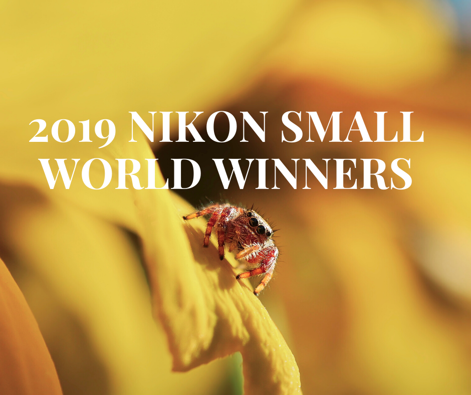 2019 Nikon Small World Winners Announced, The Oldest Known Animal Photo